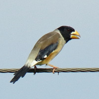 Yellow-billed Grosbeak